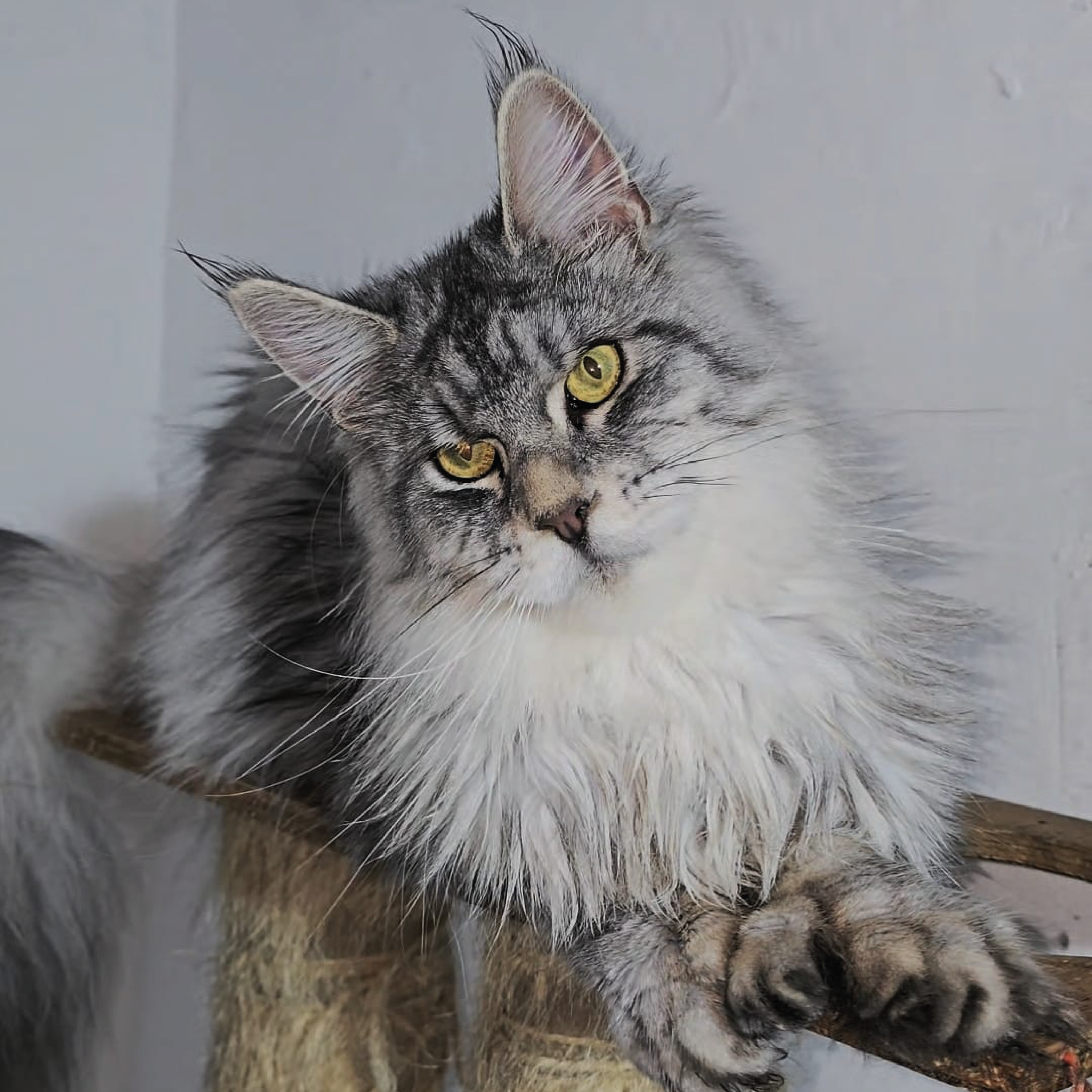 Maine Coon